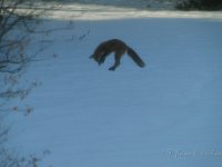 Fox Jumping